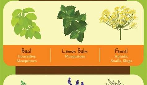 17 Charts For People Who Love Plants But Can't Keep Anything Alive #
