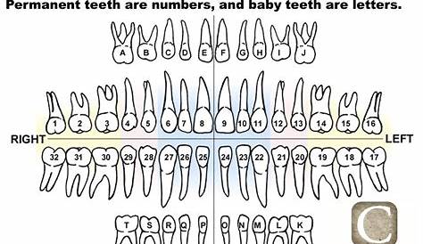 Here is a tooth chart (or a tooth map) that shows the lettering and
