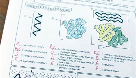 Free Protein Structure Worksheet - Science and Math with Mrs. Lau