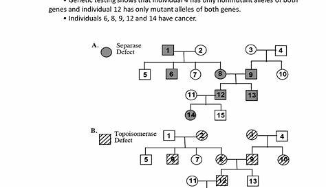 genetics pedigree worksheet key