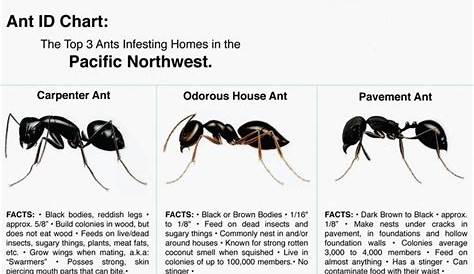 Warm weather brings out Nuisance Ants