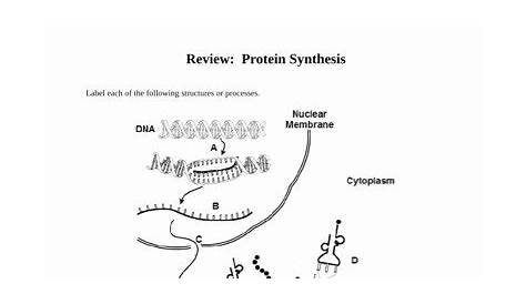 protein synthesis review questions