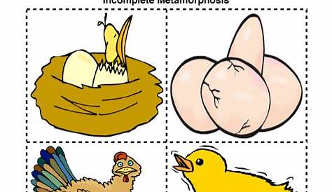 chicken life cycle worksheets for kids