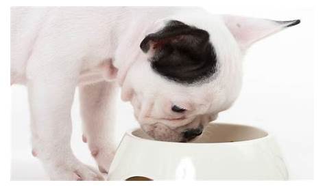 how much to feed a frenchie puppy