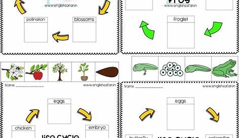 life cycle worksheets for first grade FREE www.worksheetsenglish.com