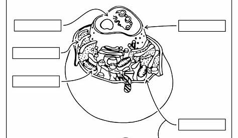 Printable Plant Cell Diagram Unlabeled