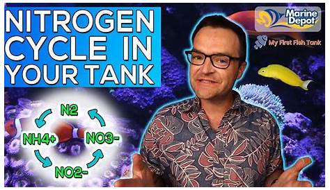 How To Fishless Cycle Your Aquarium Using Dr. Tim's One and Only