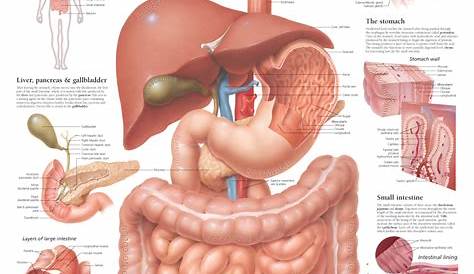 The Digestive System | Scientific Publishing