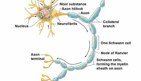 Figure 7 4 Structure Of A Typical Motor Neuron - Bangmuin Image Josh