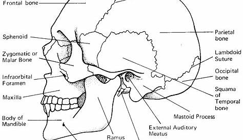 Skull Anatomy Worksheet Coloring Pages