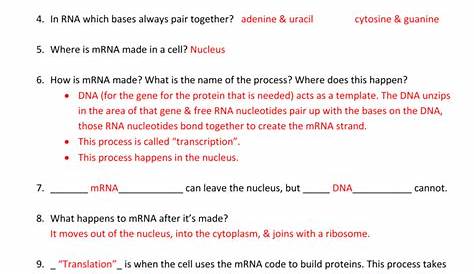 Dna Analysis Os Answer Key - Mutations Practice - Barren County Schools