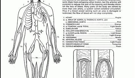 Circulatory System Coloring Page - Coloring Home