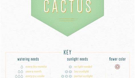 Pin by Irene Leung on PROPPED | Cactus types, Indoor cactus, Cactus