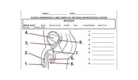 Male Reproductive System Worksheet Answer Key
