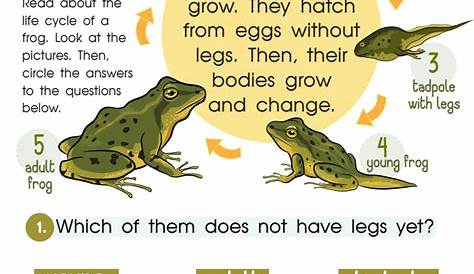 frog life cycle worksheet 2nd grade