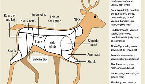 deer meat parts diagram