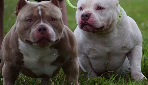 TOP POCKET AMERICAN BULLY BREEDER| POCKET BULLY STUDS | BEST EXTREME