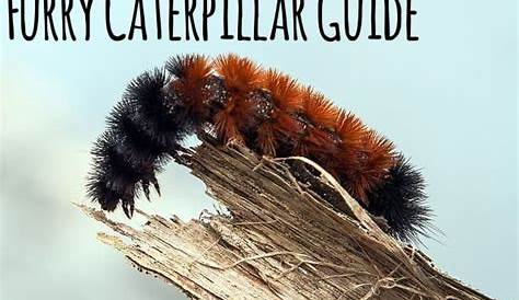 Fuzzy Caterpillar Identification Chart