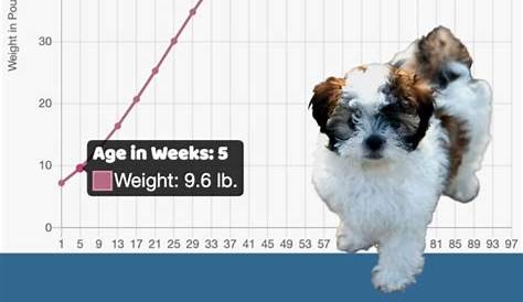 shih tzu puppy growth chart