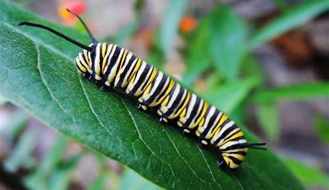 Striped Caterpillar Identification Guide - Owlcation - Education