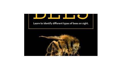 How to Identify Different Types of Bees | Angie's List