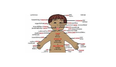 Spanish Body Parts Poster by Little Stars Learning | TpT