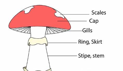 mushroom parts diagram