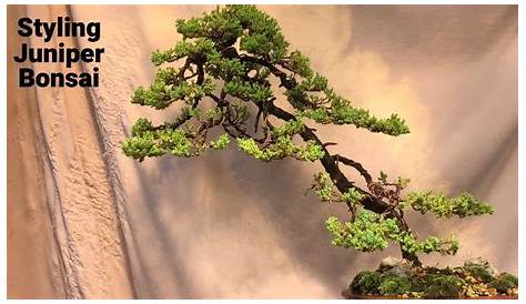 wiring juniper bonsai