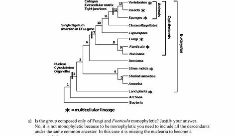 Worksheet #9 - Reading Phylogenetic Trees - © UBC Biology 121 Name