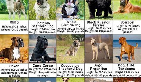 printable dog breed chart
