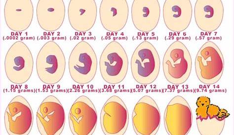 Duck Egg Growth Chart