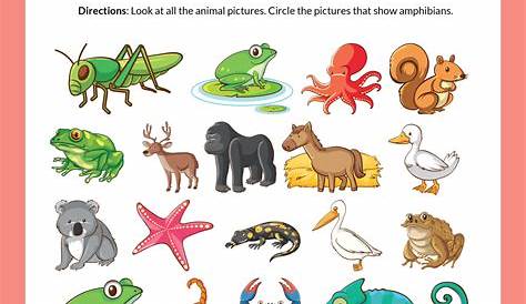 Amphibians Worksheets for Kids | Free Printables - Adanna Dill