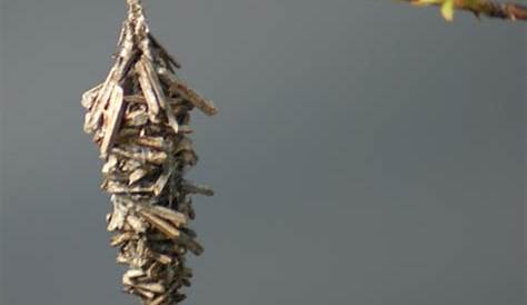 Abbot's Bagworm Moth Cocoon | Project Noah