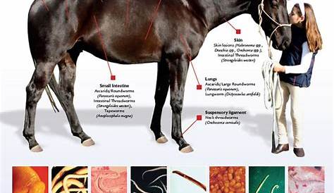 Horse Worm Identification Chart