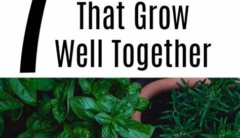 herbs that grow good together