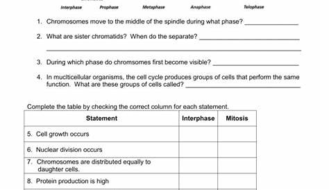 mitosis worksheet key