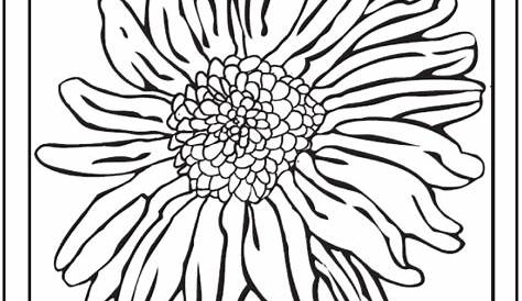 Sunflower Coloring Page: 14+ PDF Printables