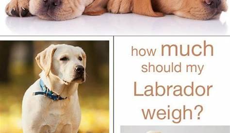 weight chart for lab puppies