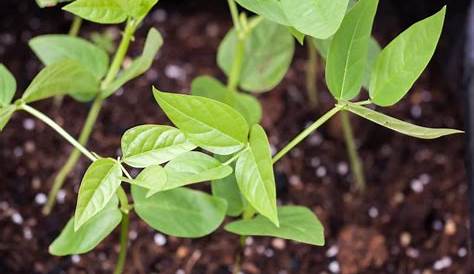 Bean Plant Growth » Facts on How Your Beans Grow