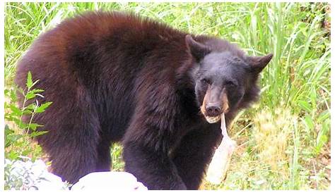 Black bear population rebounding