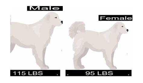 great pyrenees size chart
