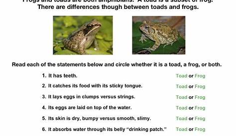 frog vs toad worksheet