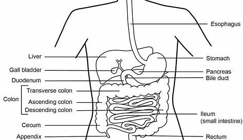 match the labels to this schematic of the digestive system