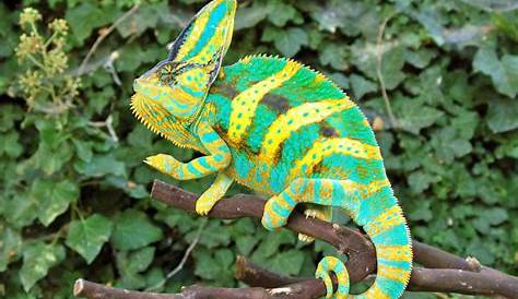 10 Things You Should Know Before You Get A Veiled Chameleon
