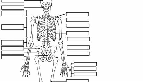 Label the Skeleton Worksheet for 7th - 10th Grade | Lesson Planet