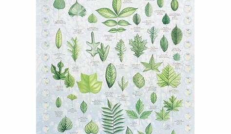 Leaf Identification Chart | Carolina Biological Supply