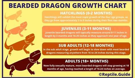 growth chart bearded dragon