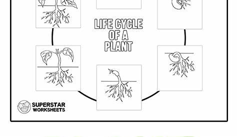 printable plant life cycle worksheet