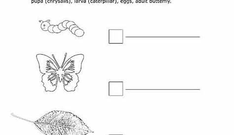 Life Cycle - Butterfly Stages - genius777.com PRINTABLES