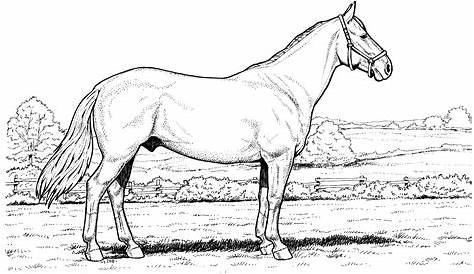 42+ Printable Coloring Pages For Girls Horses Gif - COLORIST